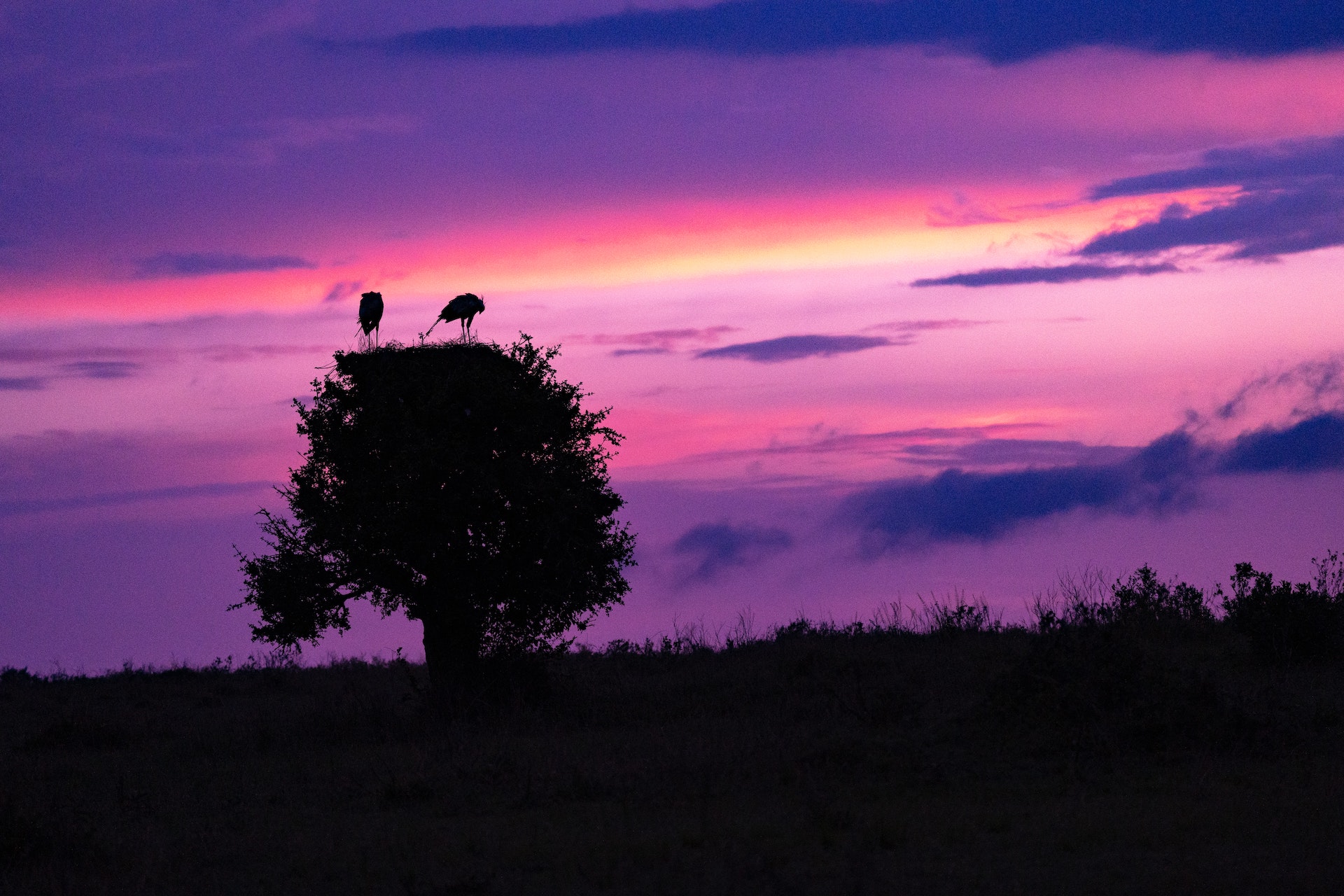 Safari in Kenya
